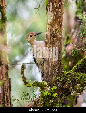 Schöner junger Rotbauchspecht in einem Zedernbaum Stockfoto