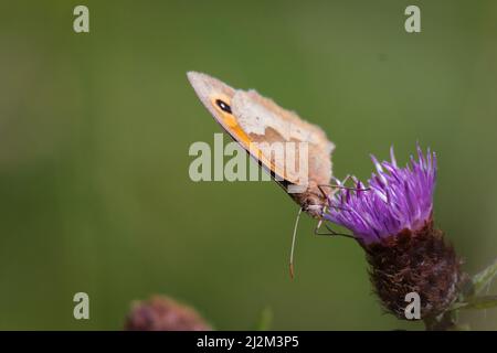 Ein Wiesenbrauner Schmetterling (Maniola jurtina) ernährt sich von der purpurnen Blume des Faltenblattes vor dem grünen Hintergrund der Wiese bei Thompson Common in Stockfoto