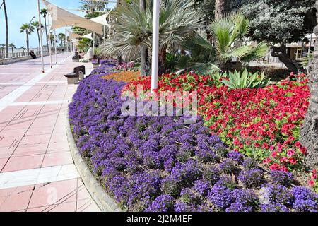 Malvenrote und rote Blumen in einem Blumenbeet an der Esplanade in Estepona, Spanien Stockfoto