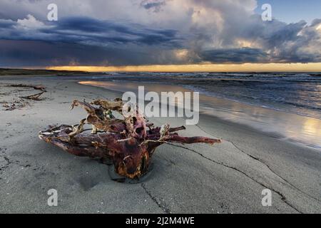 Ein Baum hängt an einem Sandstrand in Viareggio unter einem blau bewölkten Himmel während des Sonnenuntergangs Stockfoto