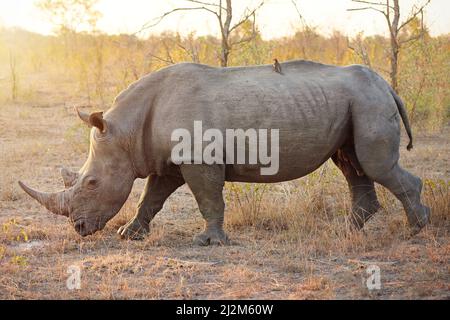 Sein Zeug stolziert. Ganzkörperaufnahme eines Nashorns in freier Wildbahn. Stockfoto