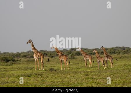 Giraffen, Tansania Stockfoto