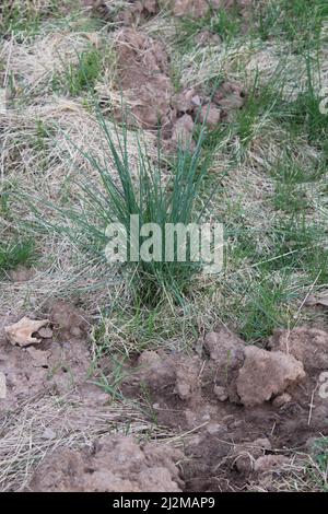 Ein Schlauch mit wildem Zwiebelgras auf einem Rasen Stockfoto