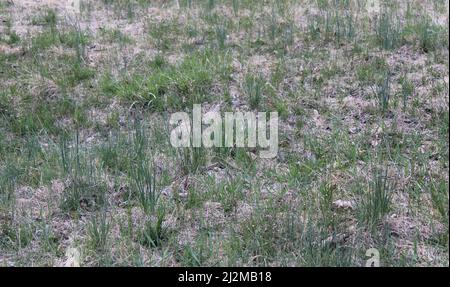 Auf einem Feld wachsende Bündchen wilder Allium Stockfoto