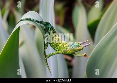 Ein männliches Jackson's Chameleon, Chamaeleo jacksoni, greift nach dem nächsten Blatt, Maui, Hawaii. Diese Art ist in Ostafrika heimisch. Stockfoto