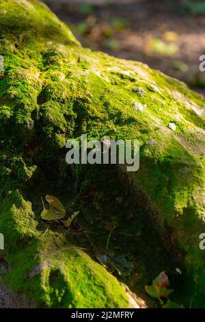 Stein bedeckt mit grünem Moos im Wald, Nahaufnahme Stockfoto