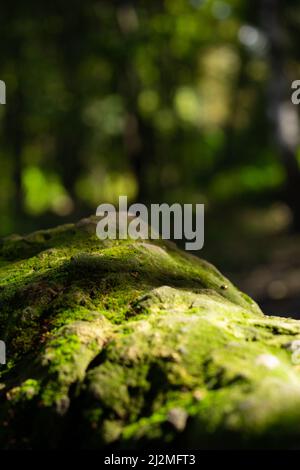 Stein bedeckt mit grünem Moos im Wald, Nahaufnahme Stockfoto