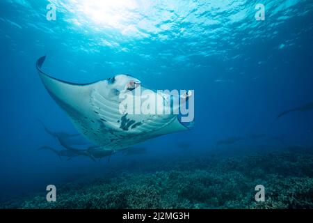 Reef Manta Rochen, Mantas alfredi, Kreuzfahrt über die Untiefen aus Ukumehame in einen passenden Zug, Maui, Hawaii. Das Weibchen ist im Vordergrund und führt Thi Stockfoto