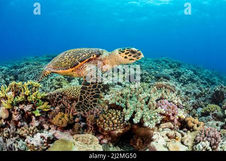 Eine hawksbill Schildkröte, Eretmochelys imbricata, an der Schildkröte Gasse vor der Insel Kandavu, Fidschi. Stockfoto