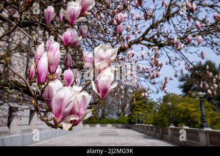 Olympia WA USA - 03-24-2022: Blühender Magnolienbaum im Legislative Building auf dem Capitol Campus Stockfoto