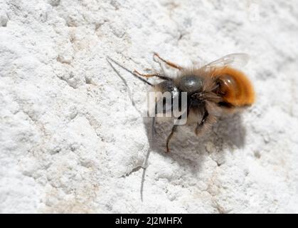 Mainz, Deutschland. 19. März 2022. Eine gehörnte Maurerbiene (Osmia cornuta) sitzt an einer Hauswand. Diese Wildbiene ist eine der Arten, die sich an das Leben in Siedlungen angepasst haben. Nach Ansicht von Wissenschaftlern und Naturschützern sind andere Wildbienenarten weiterhin vom Aussterben bedroht (zu dpa: 'Die Frühlingsidylle ist trügerisch - für Wildbienen kein Allesklar') Quelle: Peter Zschunke/dpa-Zentralbild/dpa/Alamy Live News Stockfoto