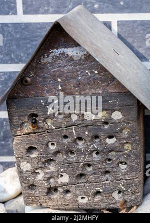 Mainz, Deutschland. 19. März 2022. Eine gehörnte Maurerbiene (Osmia cornuta) schlüpft aus einem Bienenhotel an einer Hauswand in Mainz-Laubenheim. Diese Wildbiene ist eine der Arten, die sich an das Leben in Siedlungen angepasst haben. Nach Ansicht von Wissenschaftlern und Naturschützern sind andere Wildbienenarten weiterhin vom Aussterben bedroht (zu dpa: 'Die Frühlingsidylle ist trügerisch - für Wildbienen kein Allesklar') Quelle: Peter Zschunke/dpa-Zentralbild/dpa/Alamy Live News Stockfoto