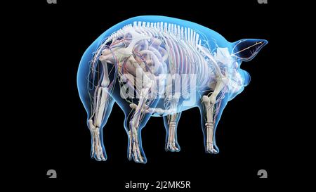 Anatomie des Schweins, Abbildung Stockfoto