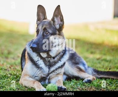 Ich schütze meinen Ball. Ganzkörperaufnahme eines entzückenden Schäferhundes, der an einem Tag zu Hause draußen auf dem Gras liegt. Stockfoto