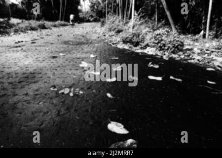 Verschwommenes Bild von Dry l;Traufen fiel auf Spur durch Bäume , schwarz und weiß natürlichen Hintergrund. Howrah, Westbengalen, Indien. Stockfoto