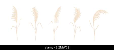 Trockene Pampas Gras Sammlung. Set von cortaderia im Boho-Stil. Vektor getrocknete Blumen isoliert auf weißem Hintergrund. Trendiges Element-Design für die Hochzeit Stock Vektor