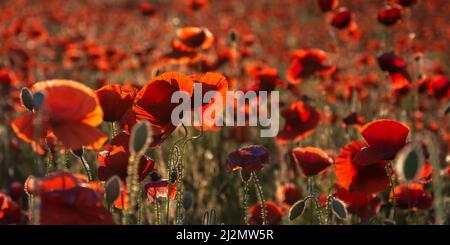 mohn im grünen Feld bei Sonnenuntergang. Schöner ländlicher Hintergrund mit roten Blumen, die im Abendlicht blühen Stockfoto