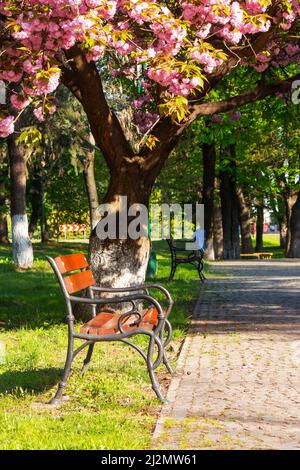 park mit japanischen Sakura-Bäumen im Frühjahr. Schöne städtische Landschaft im Morgenlicht. Bank unter einem rosa blühenden Ästen Stockfoto