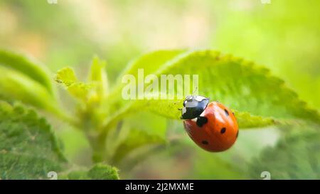 Nahaufnahme von sieben gefleckten Marienkäfer Stockfoto