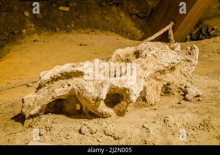 Golubac, Serbien - 22. April 2017:Exponate-Mammutknochen Stockfoto