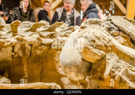 Golubac, Serbien - 22. April 2017:Exponate-Mammutknochen Stockfoto