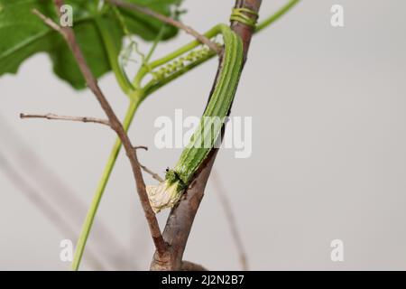 Nahaufnahme der Frucht eines Luffa ist auf der Rebe des Luffa gepflanzt Stockfoto