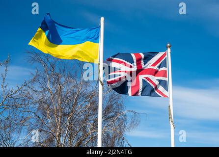 Ukrainische Flagge und britische Union Jack-Flagge fliegen in Großbritannien zusammen und zeigen Solidarität und Unterstützung für die Menschen in der Ukraine im Russland-Ukraine-Krieg. Stockfoto