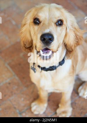 Sei die Person, die dein Hund für dich hält. Portraitaufnahme eines entzückenden Cocker Spaniel Welpen, der draußen auf Ziegelsteinpflaster sitzt. Stockfoto