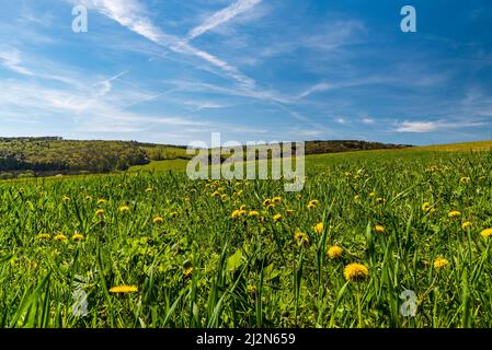 Frühlingsmasdow mit Waldelonen unten Velky Lopenik Hügel und foret bedeckt Hügel auf dem Hintergrund in Galle Karpaty Berge in der Tschechischen republik Stockfoto