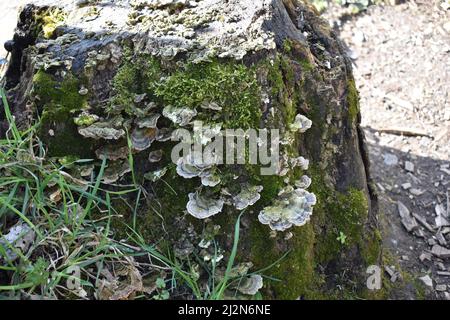 Turkeytail Regal Pilze (Trametes versicolor) auf einem Baumstrumpf. Dies ist ein mehrfarbiger Pilz mit einem welligen Rand. Stockfoto