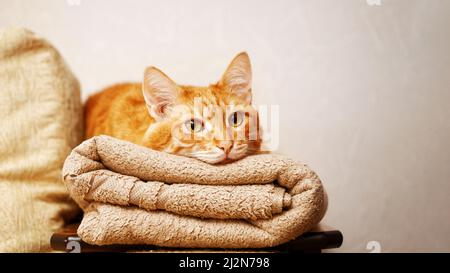 Rote Katze liegt auf einem gefalteten Handtuch. Geringer Fokus. Copyspace. Stockfoto