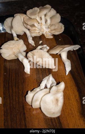 Eine Nahaufnahme von Austernpilzen. Pleurotus ostreatus, der Austernpilz, Austernpilz oder Hiratake, ist ein gewöhnlicher essbarer Pilz. Stockfoto