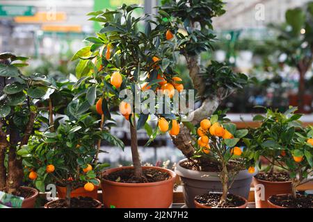 Zitruszwergenbäume Mandarine und Kumquat in Gartenmitte auf Regalen. Stockfoto