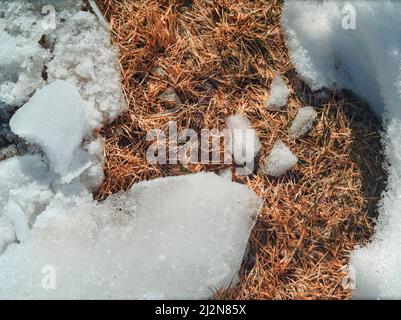 Verwelktes Gras unter schmelzendem Schnee, sonniger Tag in der Nähe Stockfoto