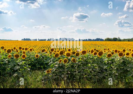 Reihen von Sonnenblumen auf einem Feld, schöner sonniger Tag mit blauem Himmel Stockfoto