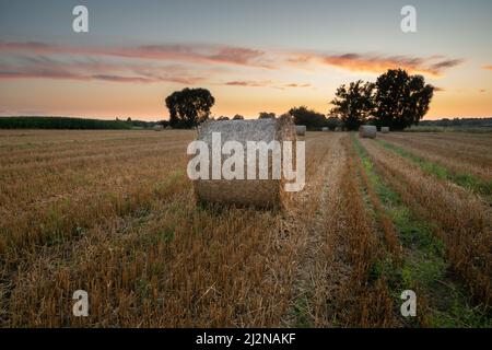 Runde Heuballen, die auf den Stoppeln und dem Abendhimmel liegen, Blick auf den Sommer Stockfoto
