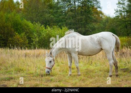 Weisses Pferd grast auf der Wiese vor dem Wald, Oktobertag Stockfoto