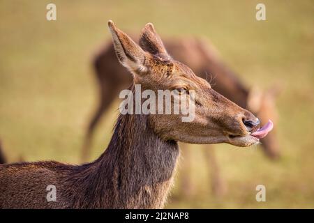 Porträt eines Hirsches mit ausgestreckter Zunge, Deutschland Stockfoto