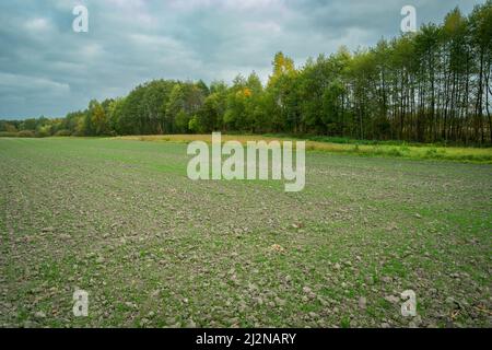 Kleines grünes Keimkorn in einem Kulturfeld am Wald, Oktobertag Stockfoto