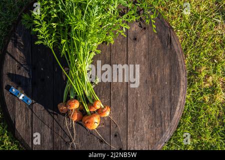 Frische Bio-Karotten aus dem heimischen Gartenbett auf Scheunenholzplatte Stockfoto