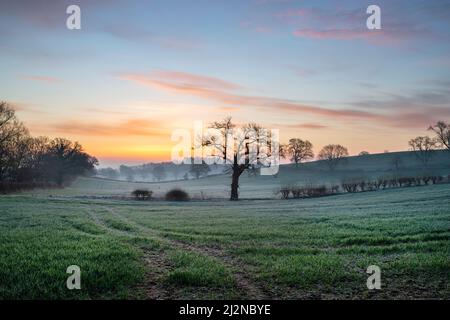 April Frost kurz vor Sonnenaufgang über Feldern in der landschaft von oxfordshire. Adderbury, Oxfordshire, Großbritannien. Stockfoto