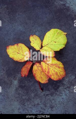 Stamm aus Blättern von Brombeere oder Bramble oder Rubus fruticosus, die herbstlich gelb und rot werden und auf angeschmiertem Metall liegen Stockfoto