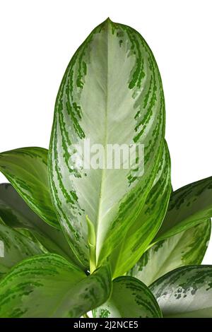 Blatt tropischer 'Aglaonema Silver Bay'-Zimmerpflanze mit silbernem Muster auf weißem Hintergrund Stockfoto