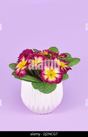 Zwei farbige dunkelrosa Primula Acaulis Primeln Blüten mit gelber Mitte im Blumentopf auf violettem Hintergrund Stockfoto