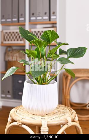 Tropische 'Homalomena rubescens Emerald Gem' Zimmerpflanze im Blumentopf auf dem Tisch Stockfoto