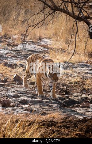 (Panthera tigris) Tigerin namens Arrowhead beim Wandern im Ranthambore National Park, Rajasthan, Indien Stockfoto