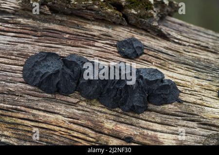 Ungenießbarer Pilz Exidia glandulosa im Laubwald. Bekannt als schwarze Hexenbutter, schwarze Geleerolle oder warzigen Geleepilz. Wilder schwarzer Pilz. Stockfoto