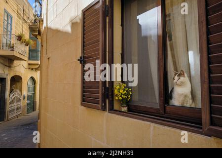 Eine Katze, die in einem Fenster eines Hauses in den Seitenstraßen von Victoria, Gozo, Malta sitzt Stockfoto