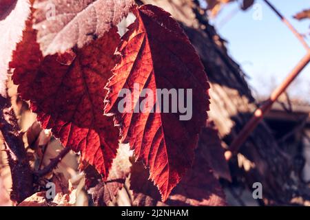 Rote Brombeerblätter aus der Nähe. Im Hintergrund verschwommen Zweige der Beere und andere Blätter. Hintergrundbeleuchtung bei Sonnenuntergang Stockfoto