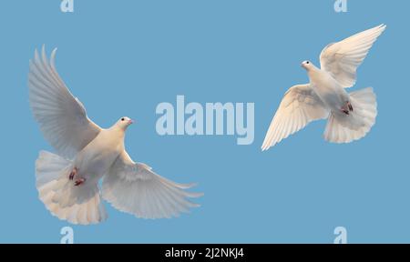 Zwei weiße Tauben fliegen am blauen Himmel Stockfoto